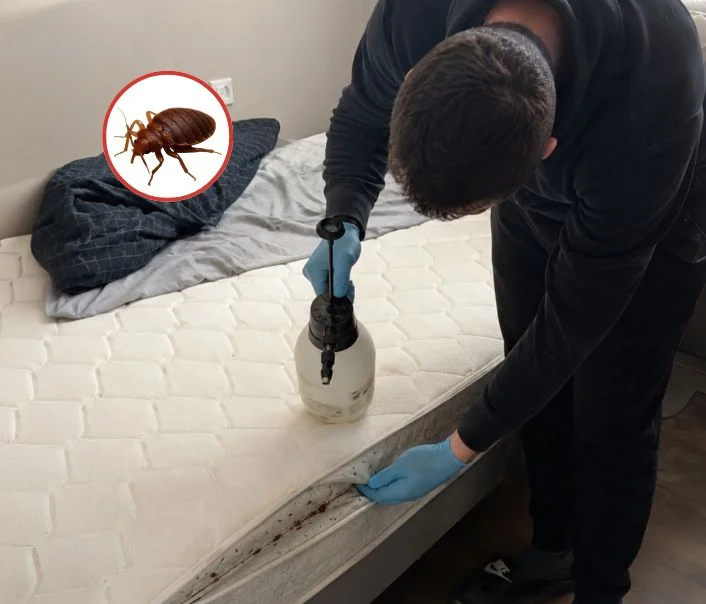 Technicien traitant un matelas contre les punaises de lit à Arthies